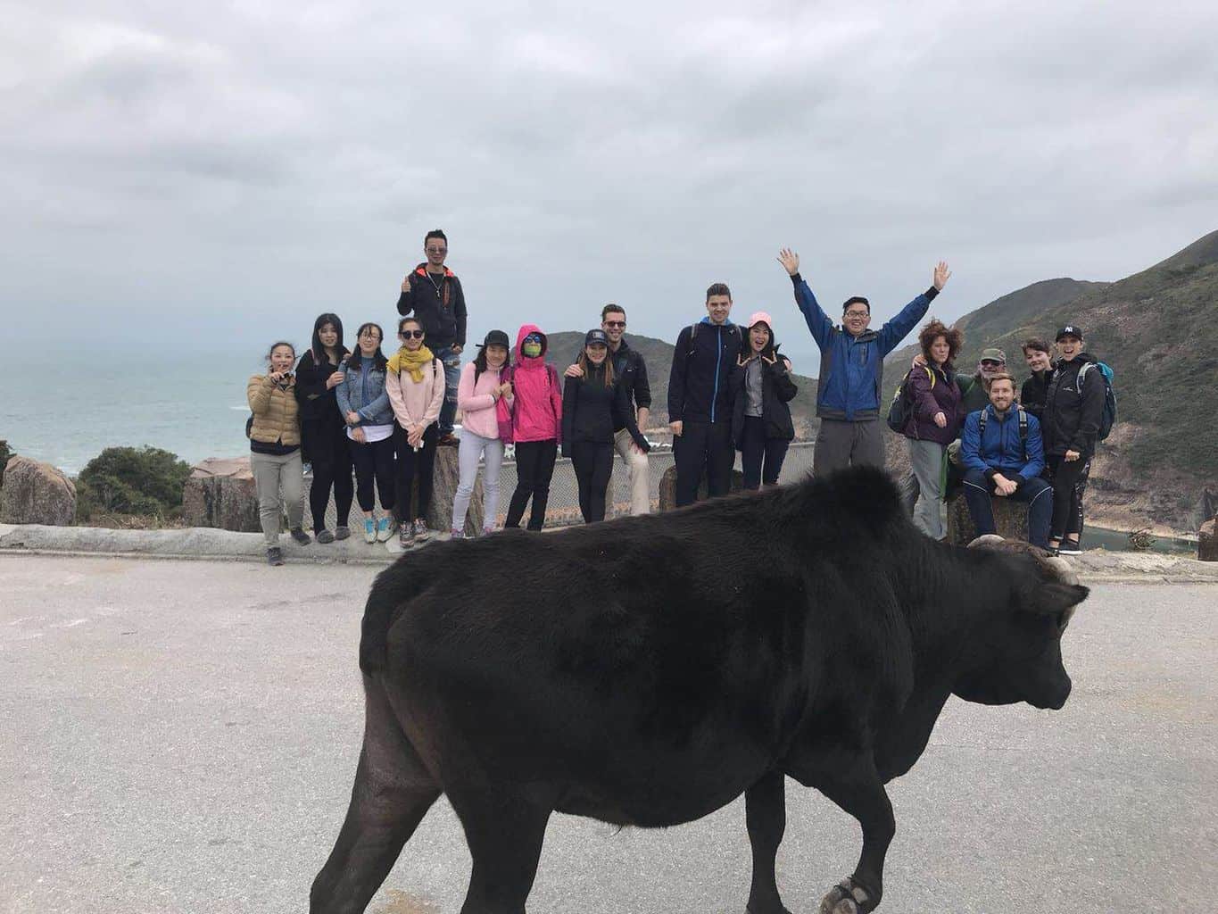 Cow on a group hike