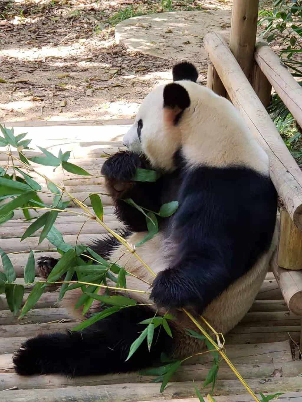 Featured image for “Shenzhen Zoo”