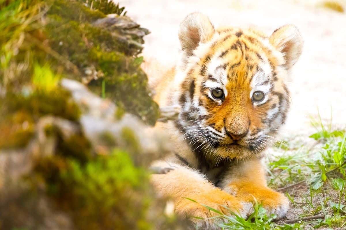 Featured image for “Video of Tiger Raises Awareness for Wildlife Protection”