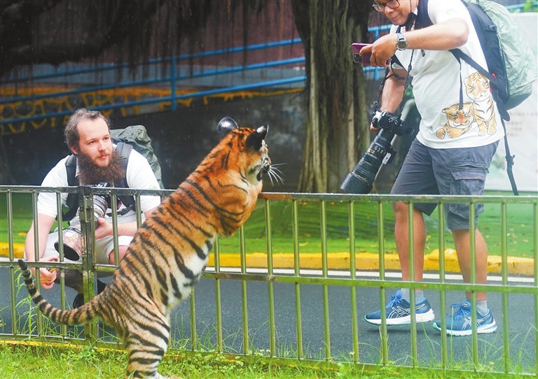 Featured image for “Shenzhen Expats visit Tigers in Shaoguan”