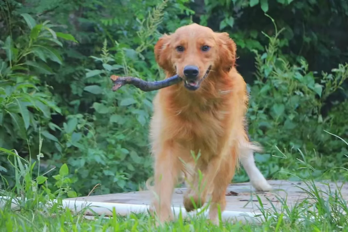 Featured image for “Karuna Rescue: Where Compassion Becomes Action”