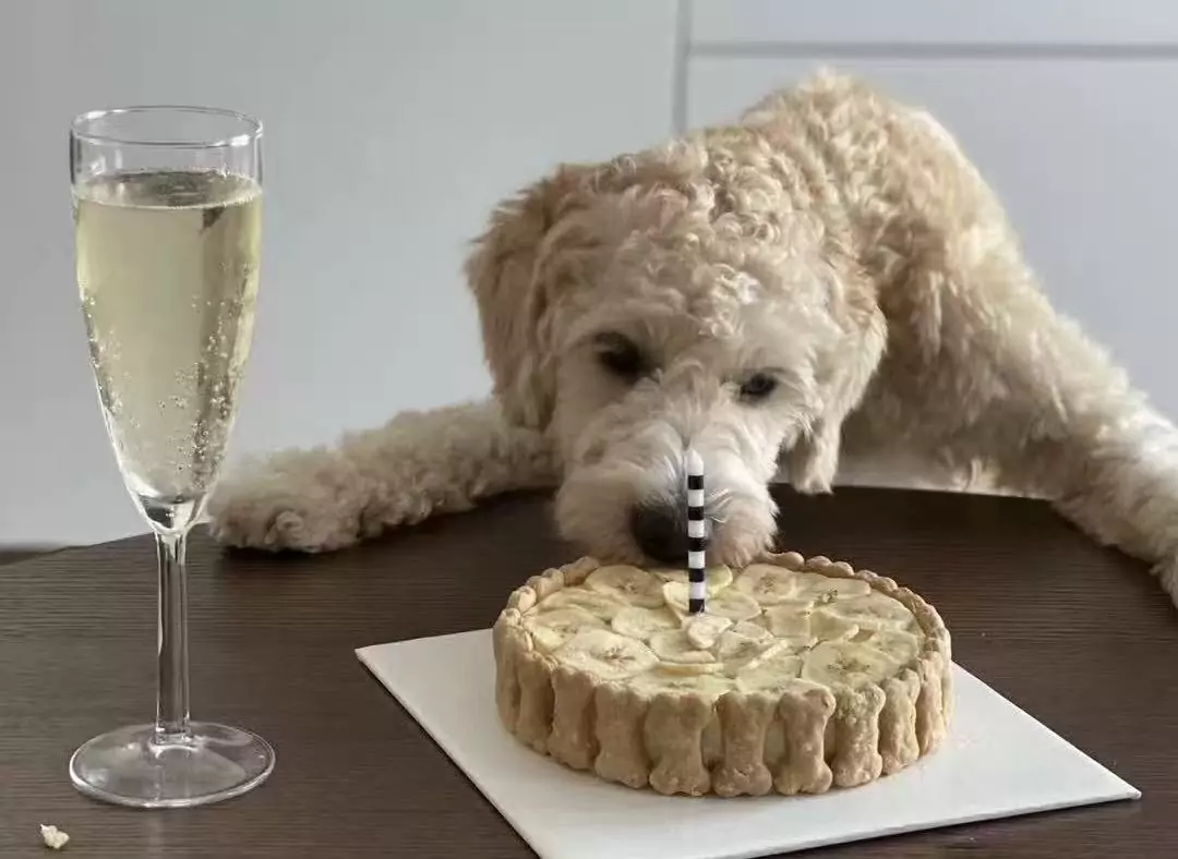 Featured image for “Pollyanna CakeMe Presents: Bark Mitzvah!”